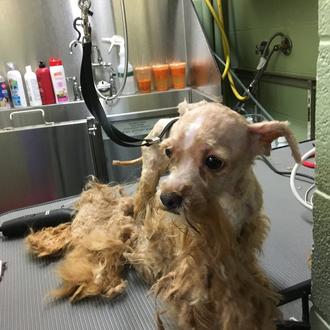 Transformando canes para fomentar su adopción: peluquería perruna solidaria