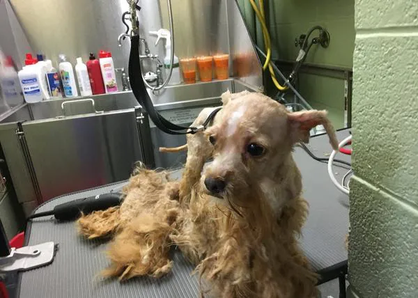 Transformando canes para fomentar su adopción: peluquería perruna solidaria
