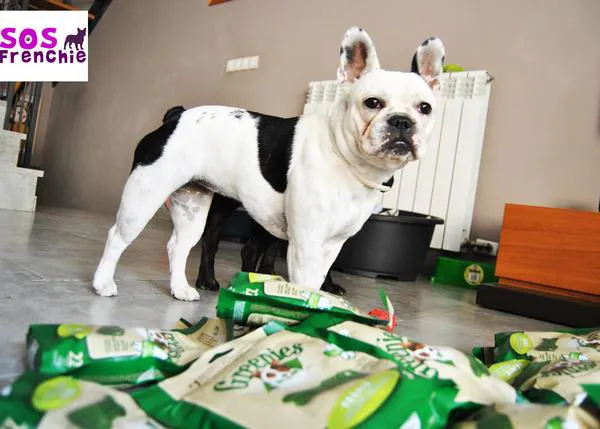 5.000 días de salud y premios felices para los perros de SOS Frenchie