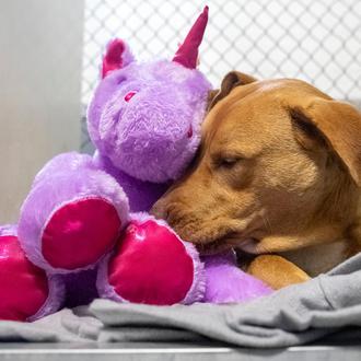 El perro ladronzuelo más feliz: le compran el peluche que …