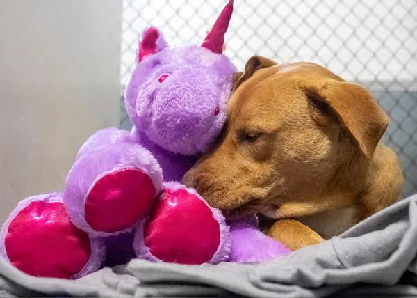 El perro ladronzuelo más feliz: le compran el peluche que intentaba robar y además es adoptado