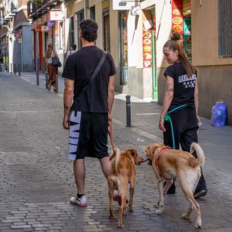 En España hay 7.5 millones de perros, según el …