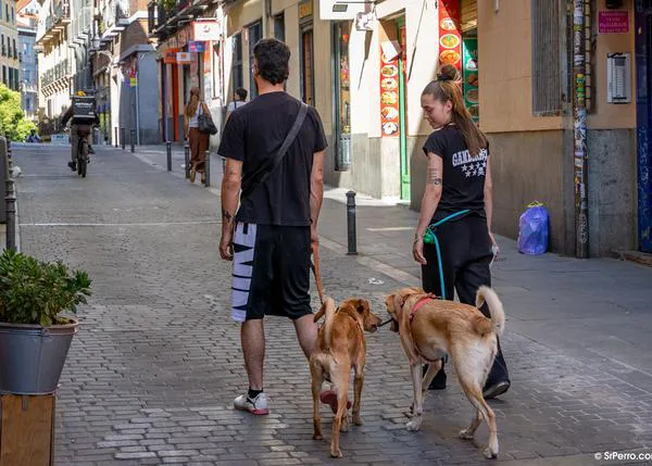 En España hay 7.5 millones de perros, según el Gobierno, que por fin prepara un protocolo para animales en caso de emergencias o catástrofes