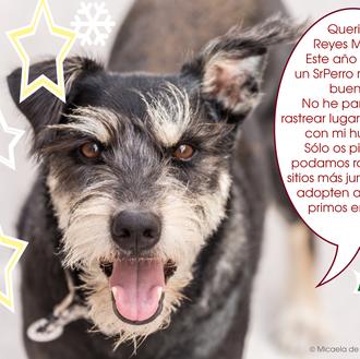 Trastadas perrunas que hacen llorar de la risa: os presentamos …