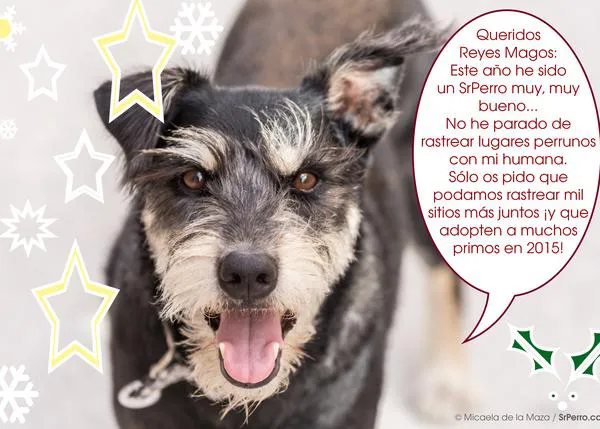 Trastadas perrunas que hacen llorar de la risa: os presentamos a Cairo y a Ludo 