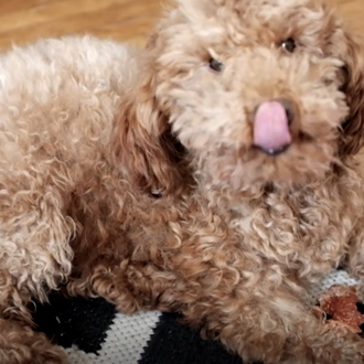 La nueva y feliz vida de tres perros rescatados del …