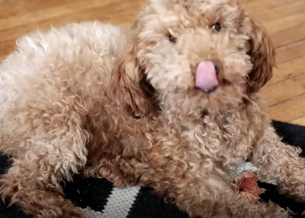La nueva y feliz vida de tres perros rescatados del horror  
