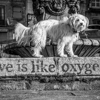 Amores perros por encima de todo: la mayoría prefiere pasar …