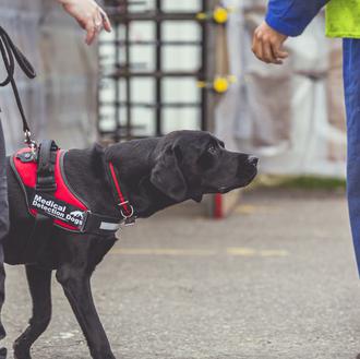 Los perros detectores de COVID-19, con una fiabilidad del 94 …