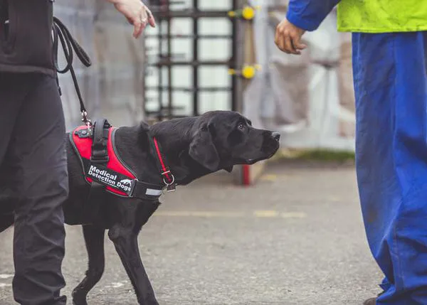 Los perros detectores de COVID-19, con una fiabilidad del 94%, listos para actuar en el mundo real