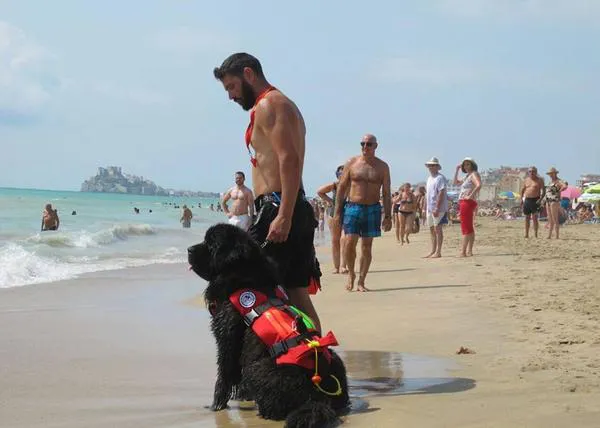 Los perros que sí van a la playa en Peñíscola: dos Terranovas preparados para salvar vidas