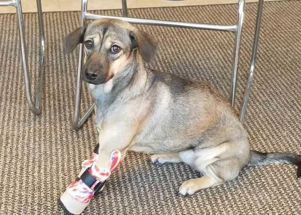 Un regalo de Navidad muy especial: patas nuevas y un hogar para Liberty