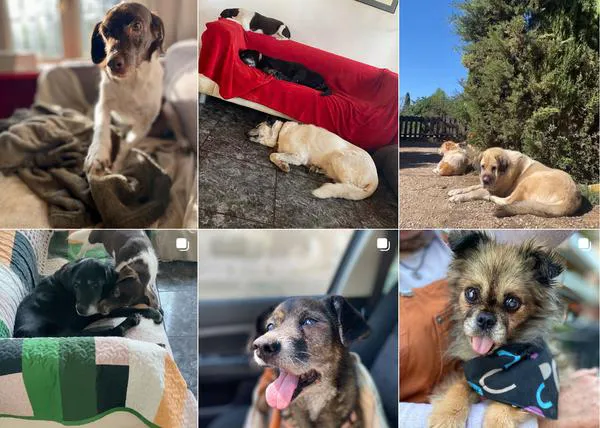 Projecte Empathia, el pequeño santuario de perretes ancianos en Tarragona, necesita ayuda, necesitan encontrar nuevo refugio