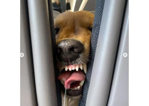 Cosas que pasan cuando tu vecino de asiento en el tren es un Golden Retriever :-)