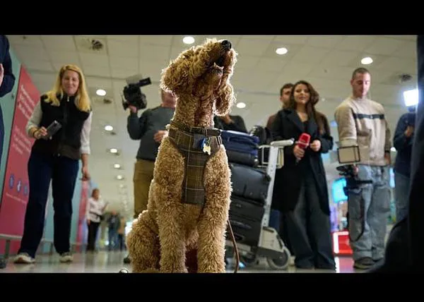 Grecia, el primer país de la UE en organizar un vuelo de repatriación desde Emiratos especial para personas con animales de familia