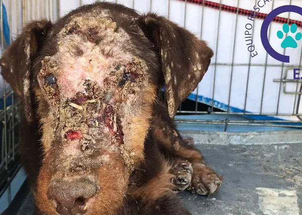 Un perro en estado deplorable rescatado tras pasar 9 meses abandonado... a la vista de muchas personas