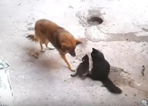 Una gata presenta a sus gatitos a su amigo perro, un vídeo que parece una peli de Disney