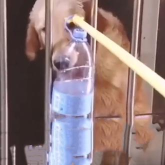 Miles de perros y gatos podrían morir de hambre en …