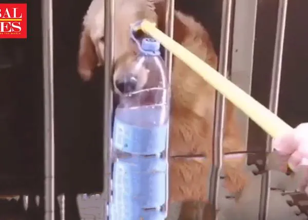 Miles de perros y gatos podrían morir de hambre en Wuhan: equipos de voluntarios han ayudado a más de mil