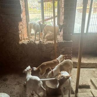 El Seprona rescata a 11 podencos famélicos abandonados dentro de …