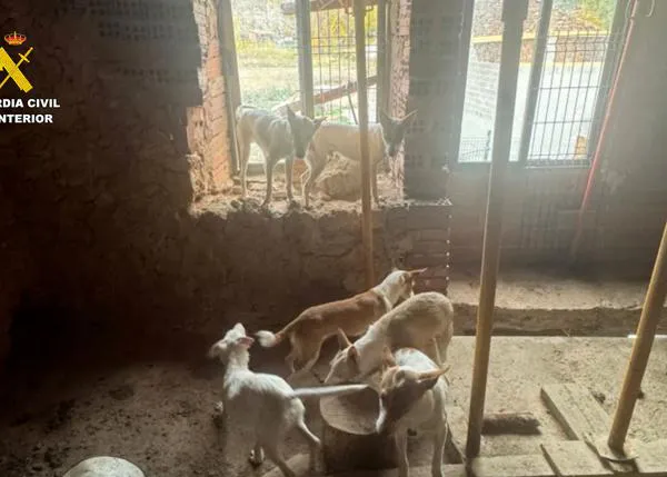 El Seprona rescata a 11 podencos famélicos abandonados dentro de una casa en ruinas en La Bureba, Burgos