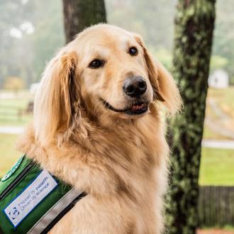Los perros que detectan ataques epilépticos podrían estar detectando el …