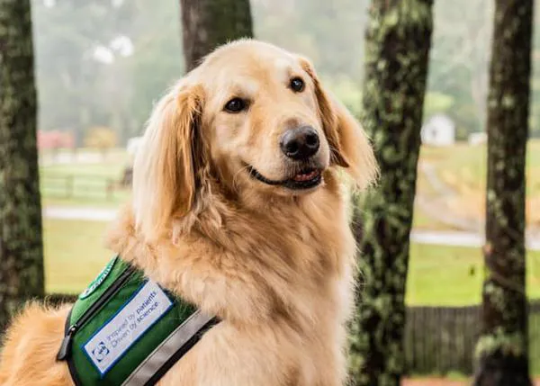 Los perros que detectan ataques epilépticos podrían estar detectando el miedo