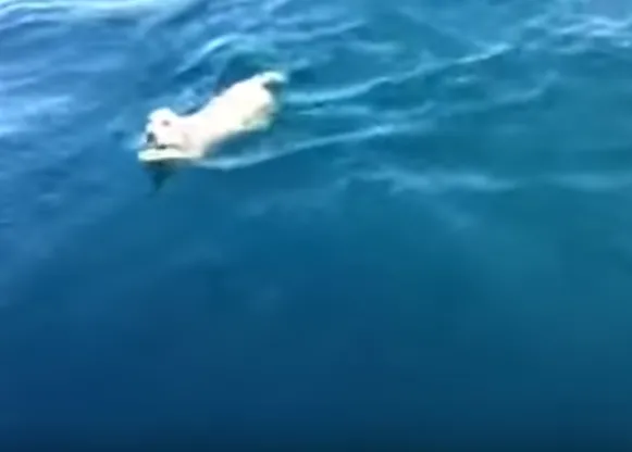 Impresionante vídeo: un cachorro de labrador es rescatado ¡en medio del Golfo de Nápoles!
