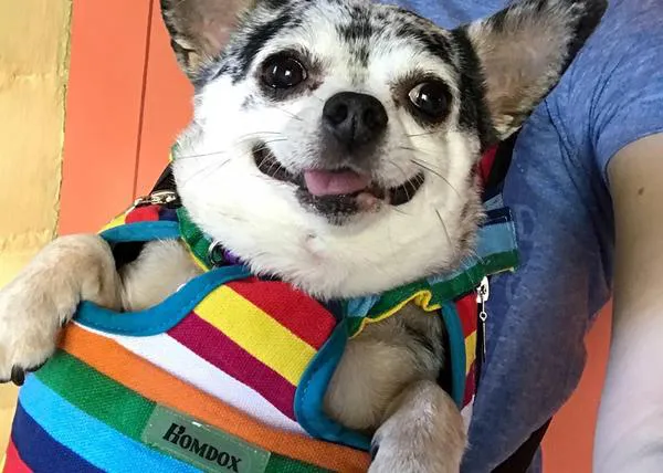 Una chihuahua abandonada por ser demasiado gorda encuentra un hogar y recupera la salud