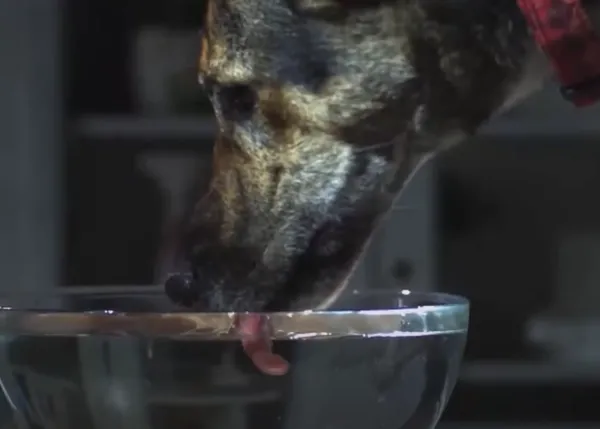 La curiosa y crucial diferencia entre los humanos y los perros al beber agua