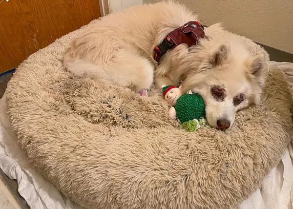 El presunto perro inadoptable que encontró el hogar perfecto, ¡junto a su mejor amigo!