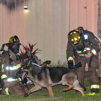 Un perro policía retirado ayuda a rescatar a los niños …