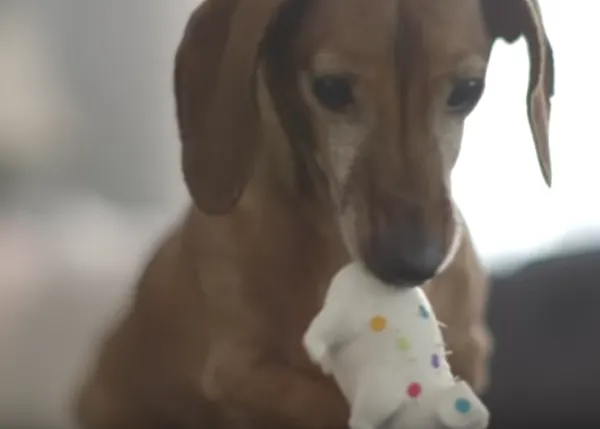 El feliz y sonoro reencuentro de un perro con su juguete 