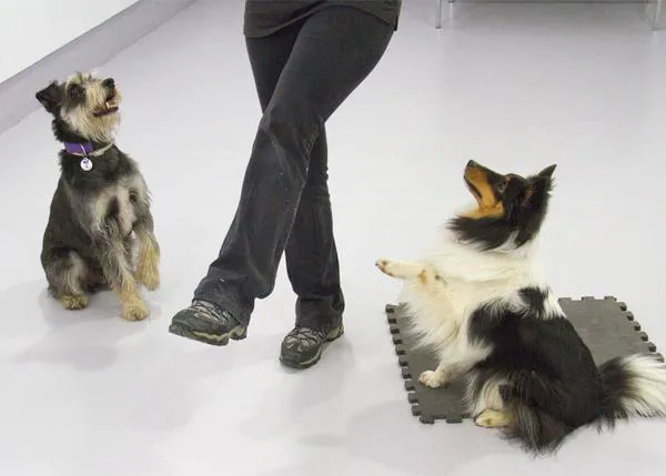 Los canes también aprenden en la Universidad: SrPerro en la Escuela de Perros UCM