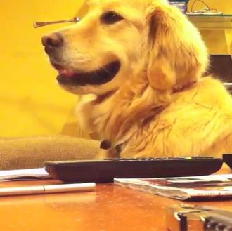 Un perro de lo más marchoso: el golden y la …