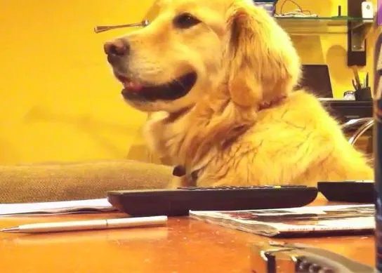 Un perro de lo más marchoso: el golden y la guitarra