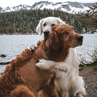 La familia de un Golden Retriever con un agresivo cáncer …