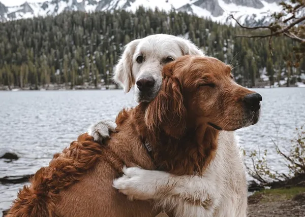 La familia de un Golden Retriever con un agresivo cáncer le arropan y acompañan para que pueda seguir disfrutando del presente