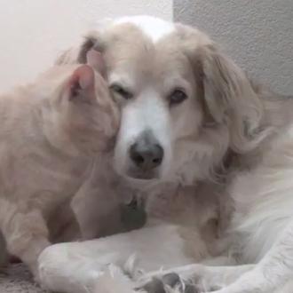 Si los perros hablaran...  algunos tendrían cuatro cosas que decirle …