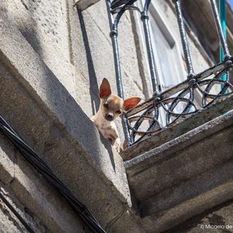 Trastadas caninas que generan carcajadas... ¡sobre todo cuando no las …