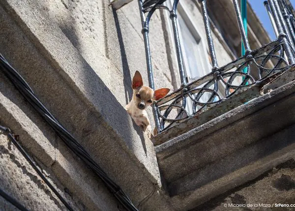 Trastadas caninas que generan carcajadas... ¡sobre todo cuando no las hace tu perro!