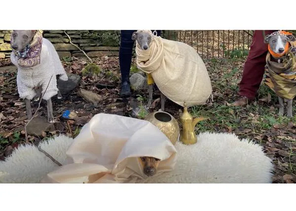 La Natividad Canina o el Belén más perruno: una genial recreación con perros del nacimiento de Jesús