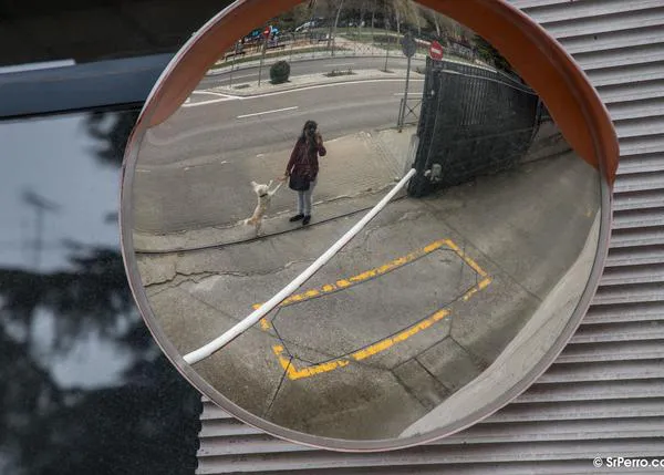 ¿Tu Ayuntamiento ha limitado los paseos con perro durante el confinamiento? Varios ya han dado marcha atrás