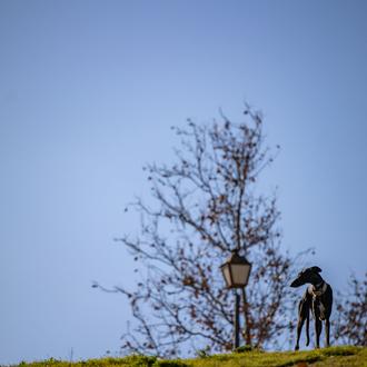 Día Mundial del Galgo: una fecha para concienciar y luchar …