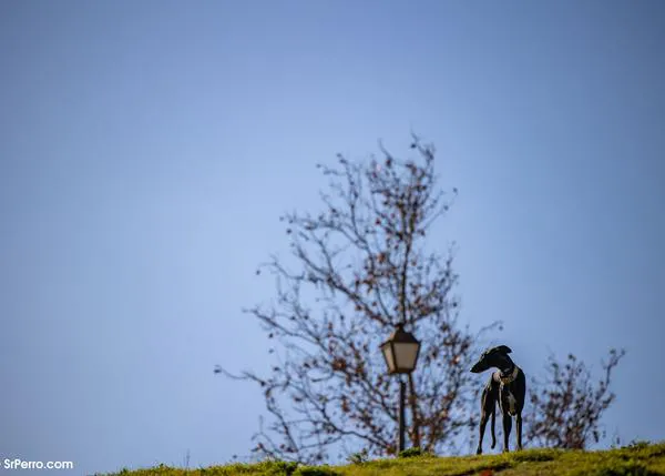 Día Mundial del Galgo: una fecha para concienciar y luchar por los derechos de los perros de caza #FreeTheGalgo #MismosperrosMismaLey