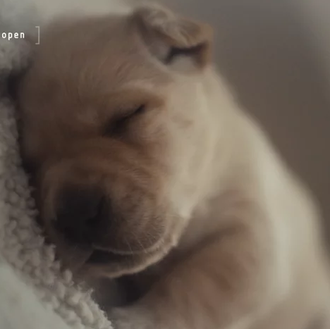 Los primeros pasos de un perro guía, hasta que conoce …