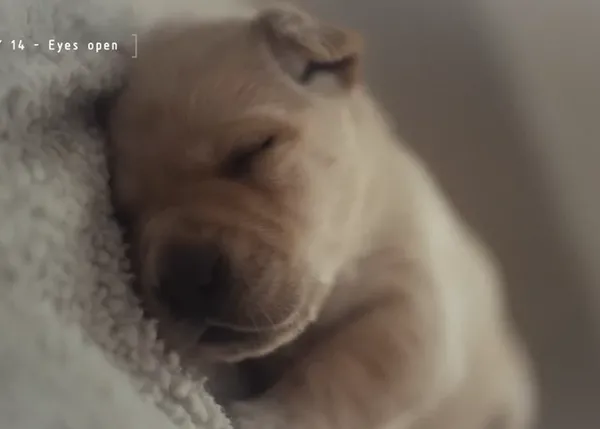 Los primeros pasos de un perro guía, hasta que conoce a su humano, desde su punto de vista