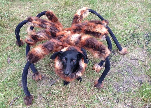 El can araña: una broma de infarto se convierte en el nuevo viral perruno