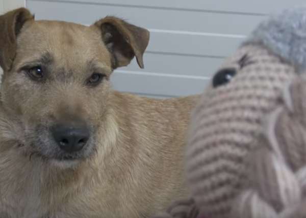 Una perra recibe un regalo inesperado antes de conocer a su nueva familia