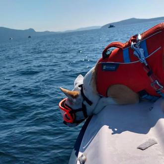 La perra que trata de salvar a las 